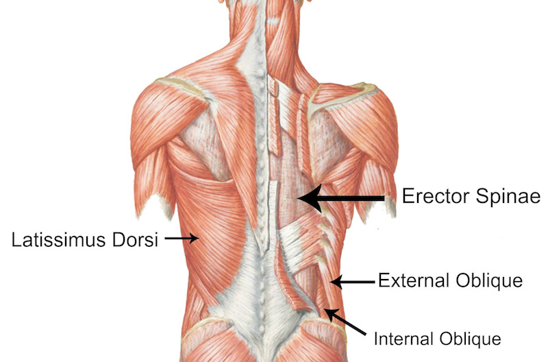 Core Back Muscles- benefits of core training