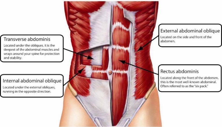 Core Abdominal Muscles